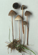Panaeolus rickenii Mushroom