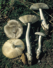 Amanita vaginata var alba014