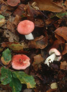 Russula maireiF Mushroom