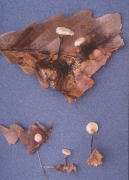 Marasmius olidus Mushroom