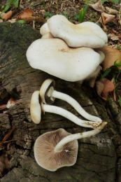 Agrocybe cylindracea2