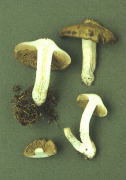 Entoloma clypeatum2 Mushroom