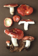 Russula mairei Mushroom