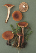 Lactarius camphoratus 3 Mushroom