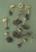 Inocybe petiginosa Mushroom