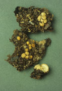 Nidularia farcata Mushroom