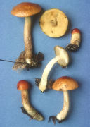 Boletus longicurvipes Mushroom
