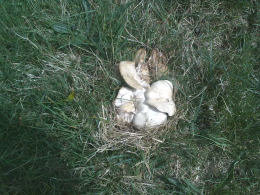 Calocybe gambosa WAS Tricholoma gambosum