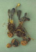 Cordyceps ophioglossoides 2 Mushroom