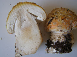 Amanita muscaria 26