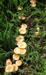 Marasmius oreades4