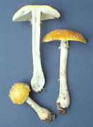 Amanita muscaria var formosa2 Mushroom