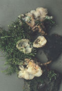 Merulius tremellosus Mushroom