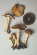 Lacrymaria velutina2 Mushroom