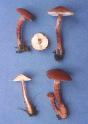 Cystoderma cinnabarinum2 Mushroom