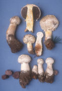 Longula texensis Mushroom