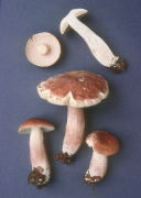 Boletus separans Mushroom