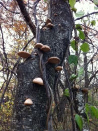 Piptoporus betulinus