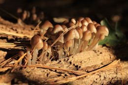 Mycena inclinata4