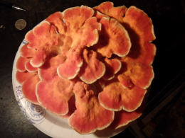 Laetiporus sulphureus   008