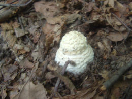 Amanita echinocephala2