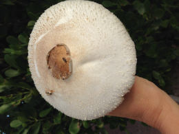 Chlorophyllum molybdites 3 Mushroom