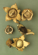 Geastrum triplex7 Mushroom