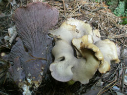 Gomphus clavatus2