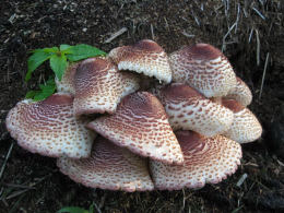 Lepiota americana2