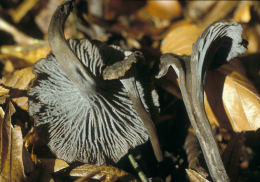 Cantharellus cinereus Mushroom