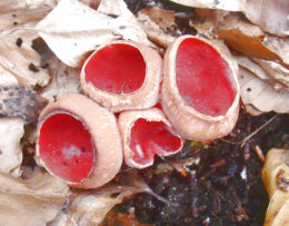 Sarcoscypha coccinea