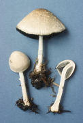 Panaeolus semiovatus Mushroom