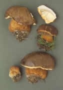 Boletus aereus 2 Mushroom