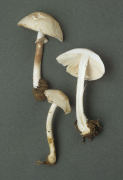 leucoagaricusl leucothites Mushroom