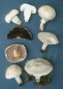 Agaricus campestris3 Mushroom