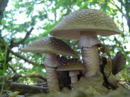 Amanita rubescens 6