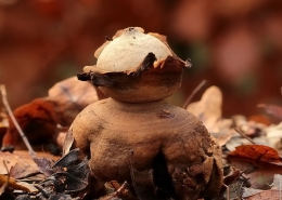 Geastrum triplex7