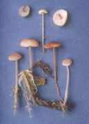 Lyophyllum palustre Mushroom