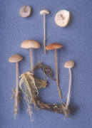 Lyophyllum paustre Mushroom