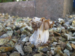 Helvella crispaF