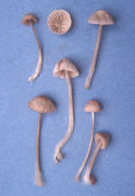 Mycena rosella Mushroom