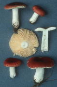 Russula cessans Mushroom