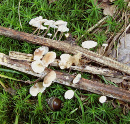 Marasmiellus ramealis