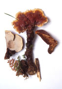 Ganoderma lucidum Mushroom