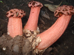 Lysurus perifragmoides Mushroom
