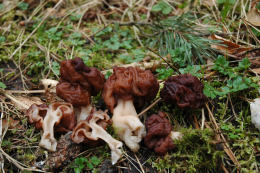 Gyromitra esculenta3