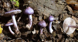 Inocybe geophylla var lilacina