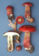 Boletus frostii Mushroom