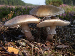 Amanita rubescens 6