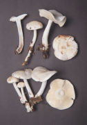 Collybia maculata 2 Mushroom